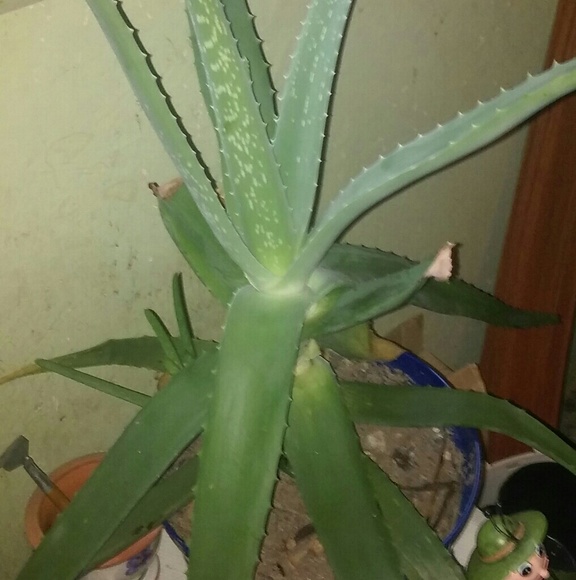 Meet your Posher, Mersadies - Picture 2 of 2